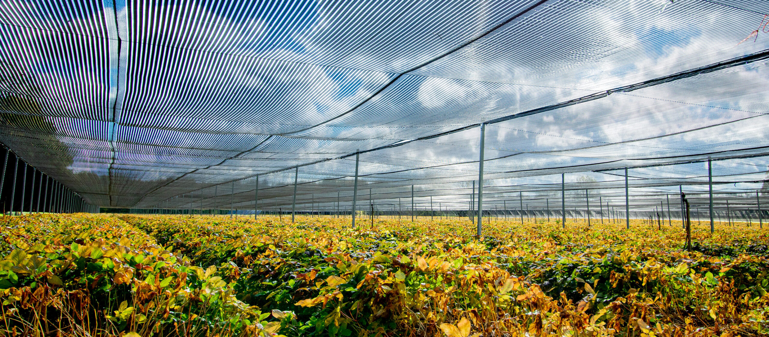 Premium Canadian Ginseng